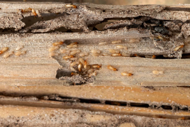 Spider Control Near Me in Bull Mountain, OR